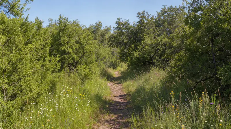 Overgrown brush thicket with a narrow trail through it, land clearing in Montgomery County, Texas